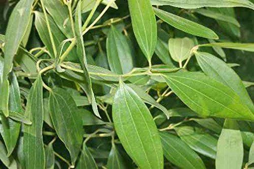 Organic Fresh Bay Leaf (Tej Patta)