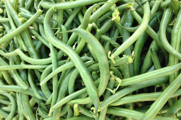 Organic  Beans (Nati)