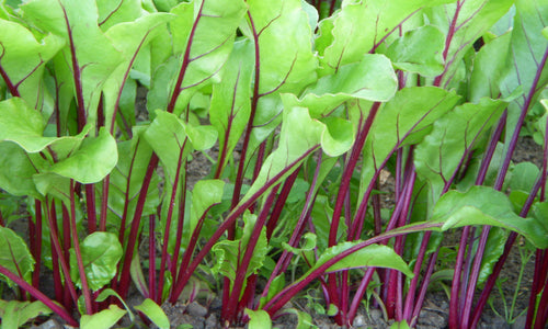 Organic Beetroot leaves