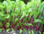 Organic Beetroot leaves