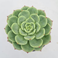 Echeveria Bella Donna