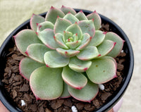 Echeveria Bella Donna