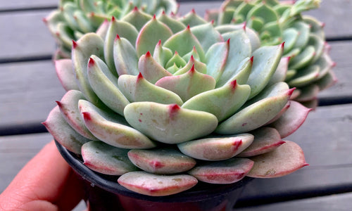 Echeveria Bella Donna