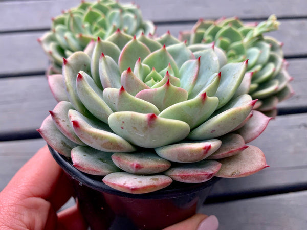 Echeveria Bella Donna