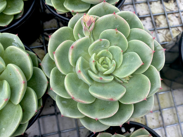 Echeveria Bella Donna