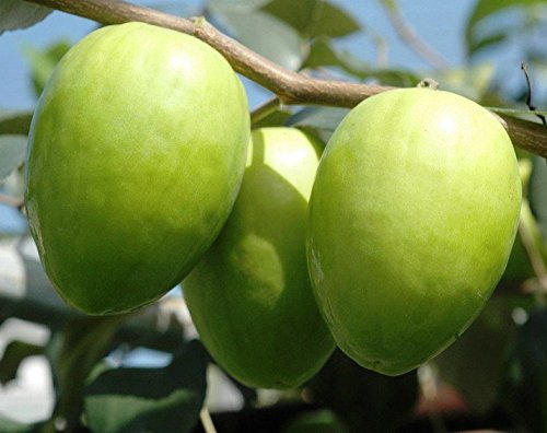 Organic Ber- Apple/Indian Jujube fruit