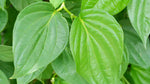 Organic Betel Leaves