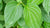 Organic Betel Leaves