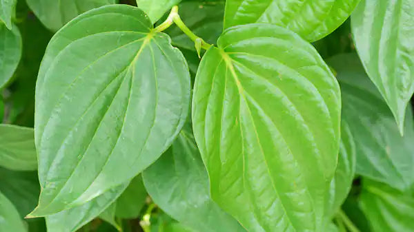 Organic Betel Leaves