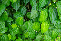 Organic Betel Leaves
