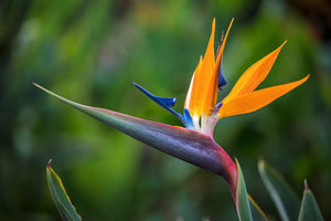 Bird of Paradise