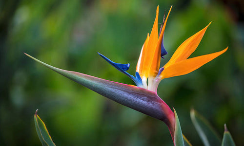 Bird of Paradise