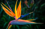Bird of Paradise
