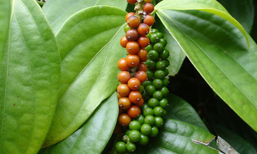 Organic Fresh Green Peppercorn