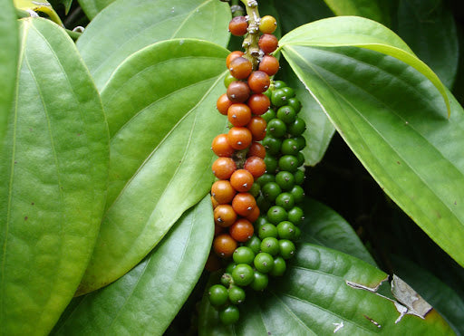 Organic Fresh Green Peppercorn