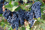 Organic Blue Grapes