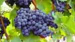 Organic Blue Grapes