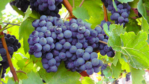 Organic Blue Grapes