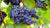 Organic Blue Grapes