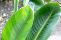 Bird of Paradise Leaves