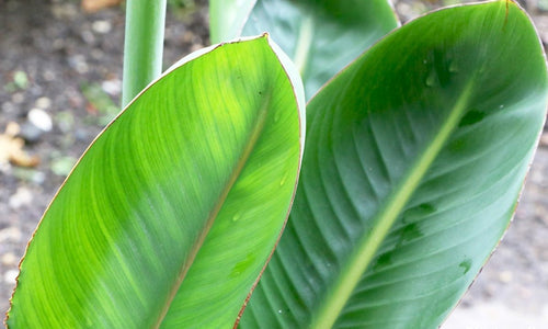 Bird of Paradise Leaves