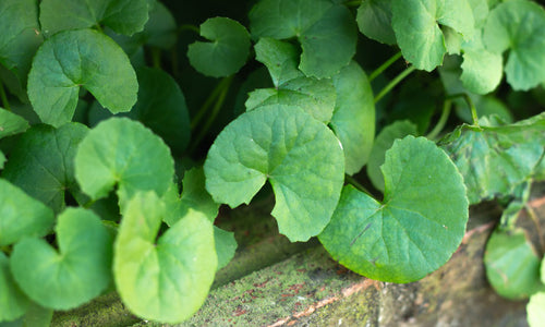 Organic Brahmi (Thimare) Leaves