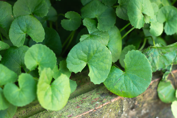 Organic Brahmi (Thimare) Leaves