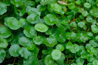 Organic Brahmi (Thimare) Leaves