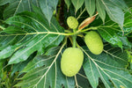 Organic Bread Fruit