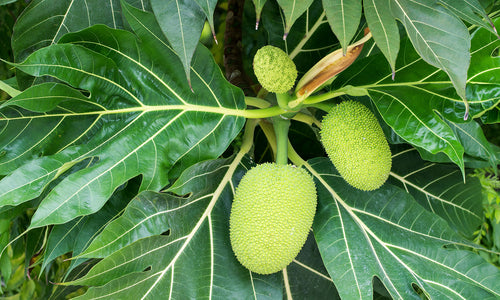 Organic Bread Fruit