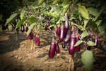 Organic Brinjal purple Long