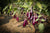 Organic Brinjal purple Long