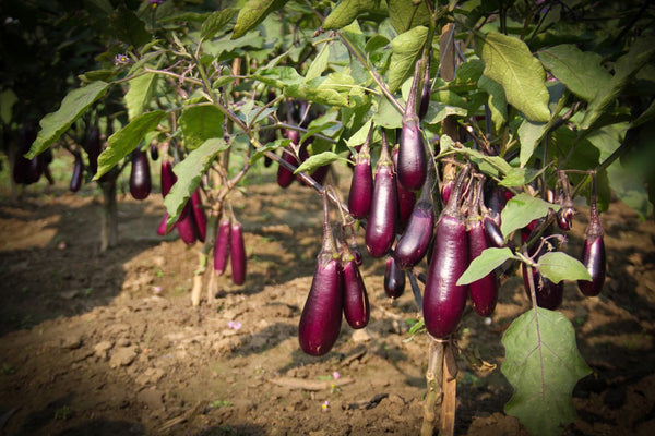 Organic Brinjal purple Long