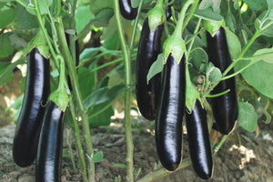 Organic Brinjal purple Long