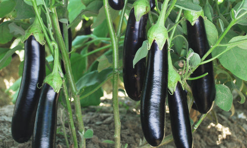 Organic Brinjal purple Long