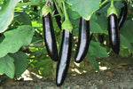 Organic Brinjal purple Long