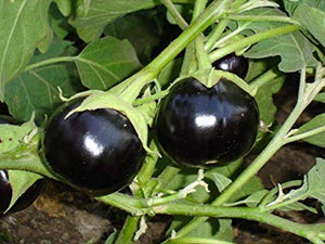 Organic Brinjal Black