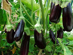 Organic Brinjal Purple Big