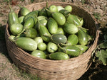 Organic Brinjal Green (Nati)-Offer