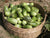 Organic Brinjal Green (Nati)-Offer