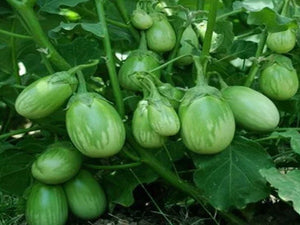 Organic Brinjal Green (Nati)