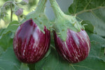 Organic Brinjal Purple