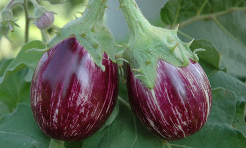 Organic Brinjal Purple