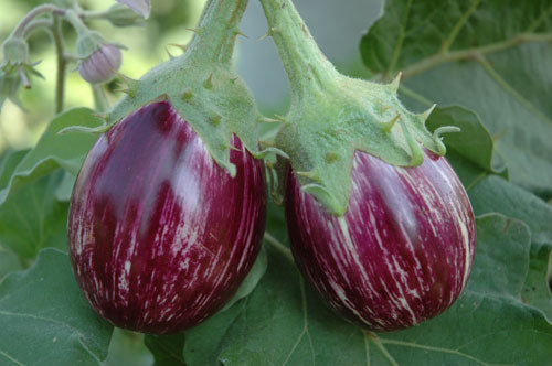 Organic Brinjal Purple