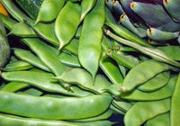 Organic Lima Bean / Double Bean