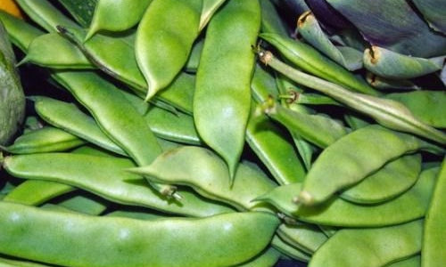 Organic Lima Bean / Double Bean