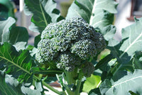 Organic Broccoli