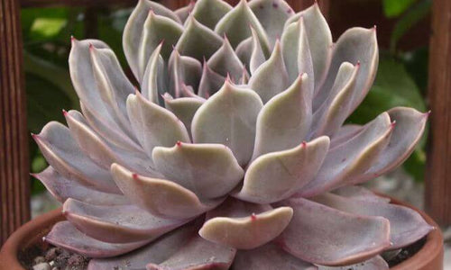 Echeveria Brown Beauty