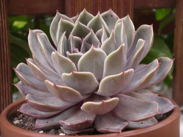 Echeveria Brown Beauty