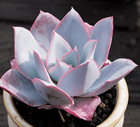 Echeveria Cante